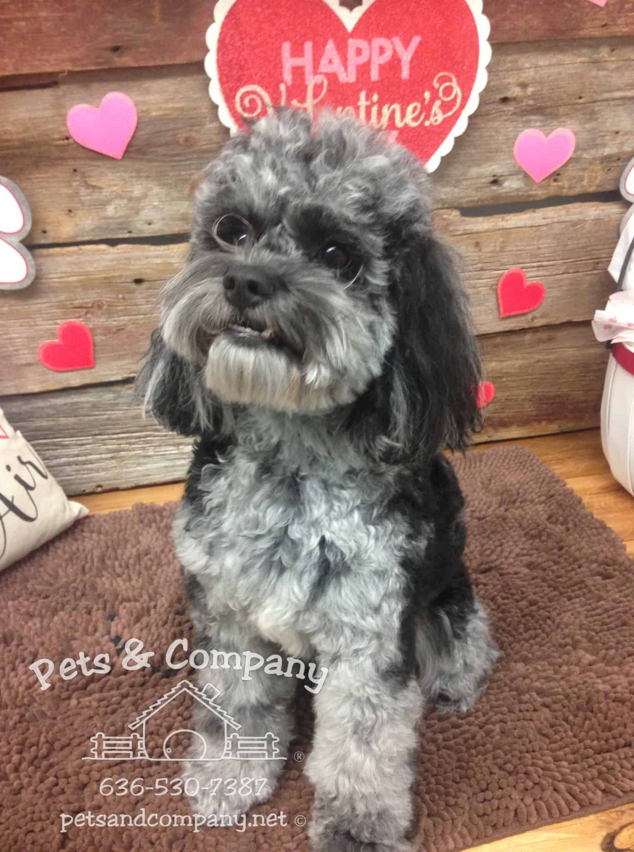 Dog Spa and Sanitary in Chesterfield, MO Pets & Company